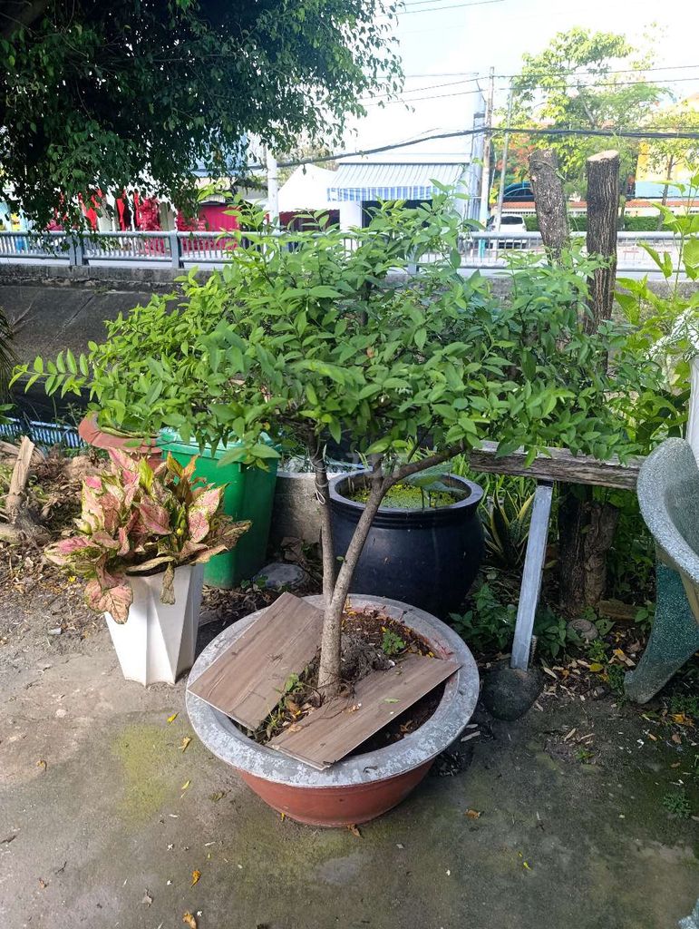 Mai chiếu thủy 10 năm tuổi. Mua bán Cây cảnh, đồ trang trí tại Thành phố Thuận An Bình Dương được đăng bởi Ly Tara hình 1