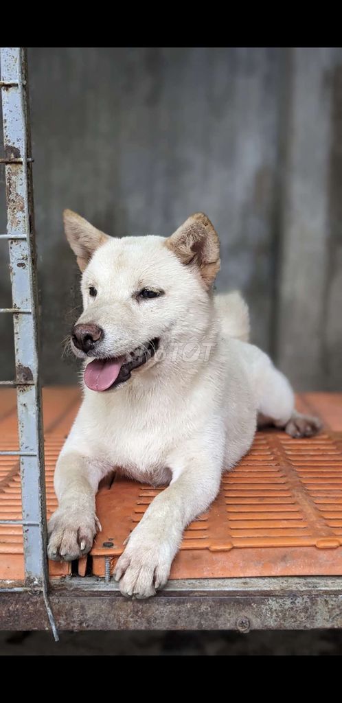 CẶP SHIBA ĐANG RỚT MÁU