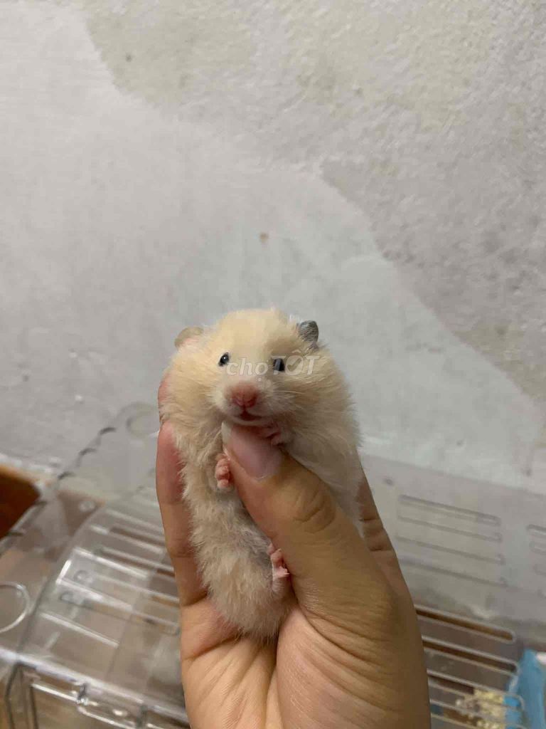 Chuột Hamster. Mua bán Thú cưng khác tại Huyện Đan Phượng Hà Nội được đăng bởi KiTo Gaming TV hình 1