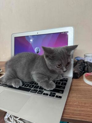 Mèo Munchkin Thuần Chủng. Mua bán Mèo tại Quận 7 Tp Hồ Chí Minh được đăng bởi Võ Chấn Giang