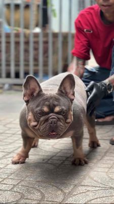 phoi giong bull phap