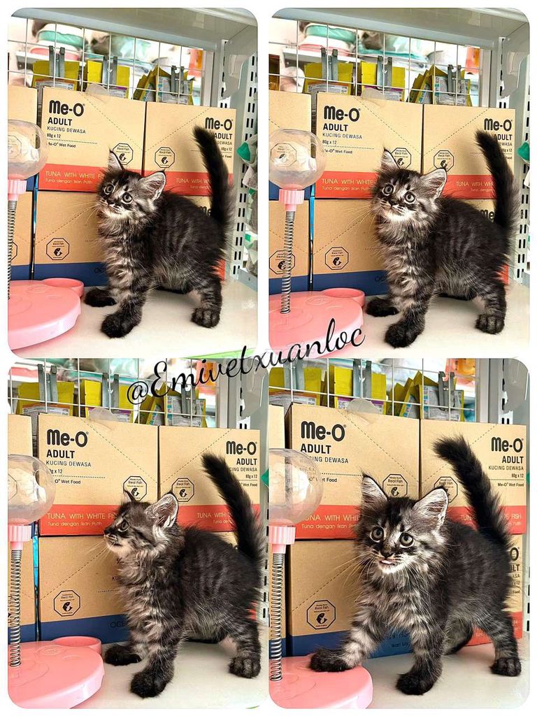 Mèo Maine Coon cái 2 tháng Xuân Lộc. Mua bán Mèo tại Huyện Xuân Lộc Đồng Nai được đăng bởi Chuột hình 1