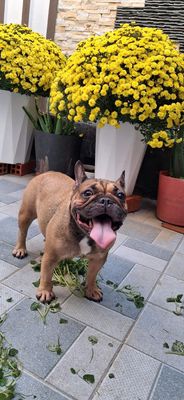 Bull pháp cái 3 năm tuổi