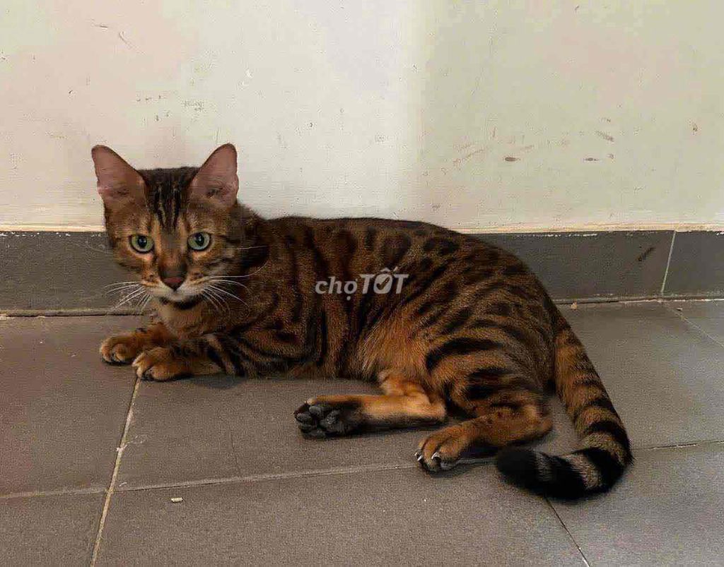 Mèo Bengal 2 tuổi