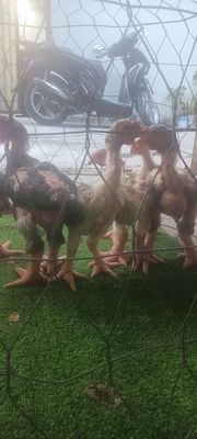 🇻🇳6e 3trống 3mái, trống 1,3kg 1,4kg mái 7,8lg❤❤. Mua bán Gà tại Thành phố Thủ Đức Tp Hồ Chí Minh được đăng bởi chuyên cung cấp gà đông tảo thuần chủng 