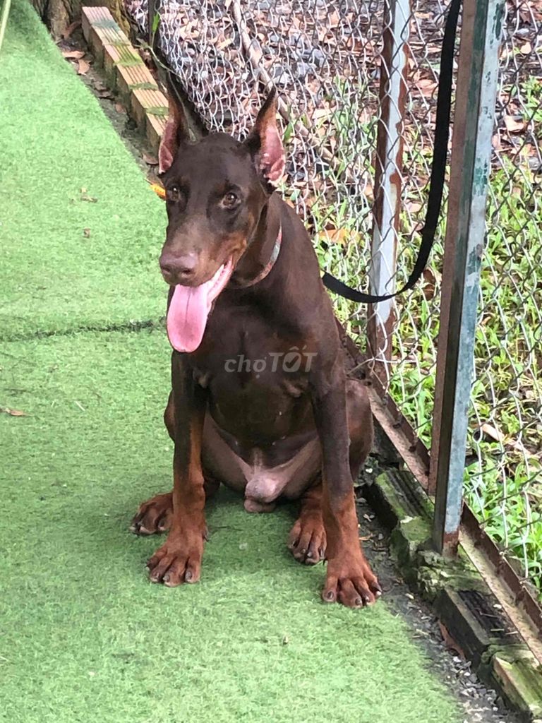 Chó Doberman đực 5 tháng đã tiêm. Mua bán Chó tại Huyện Bình Chánh Tp Hồ Chí Minh được đăng bởi Quốc Cường hình 2