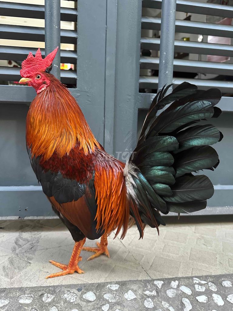 Điều mồng lá cắt asli mỹ 1kg5