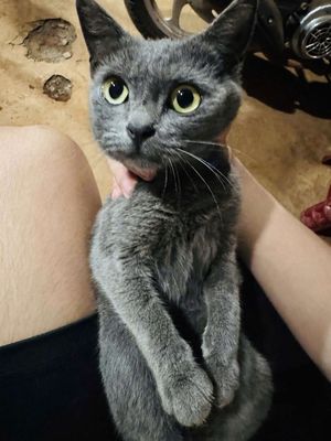 Mèo Anh lông ngắn Xám xanh Cái 15 tháng đã tiêm