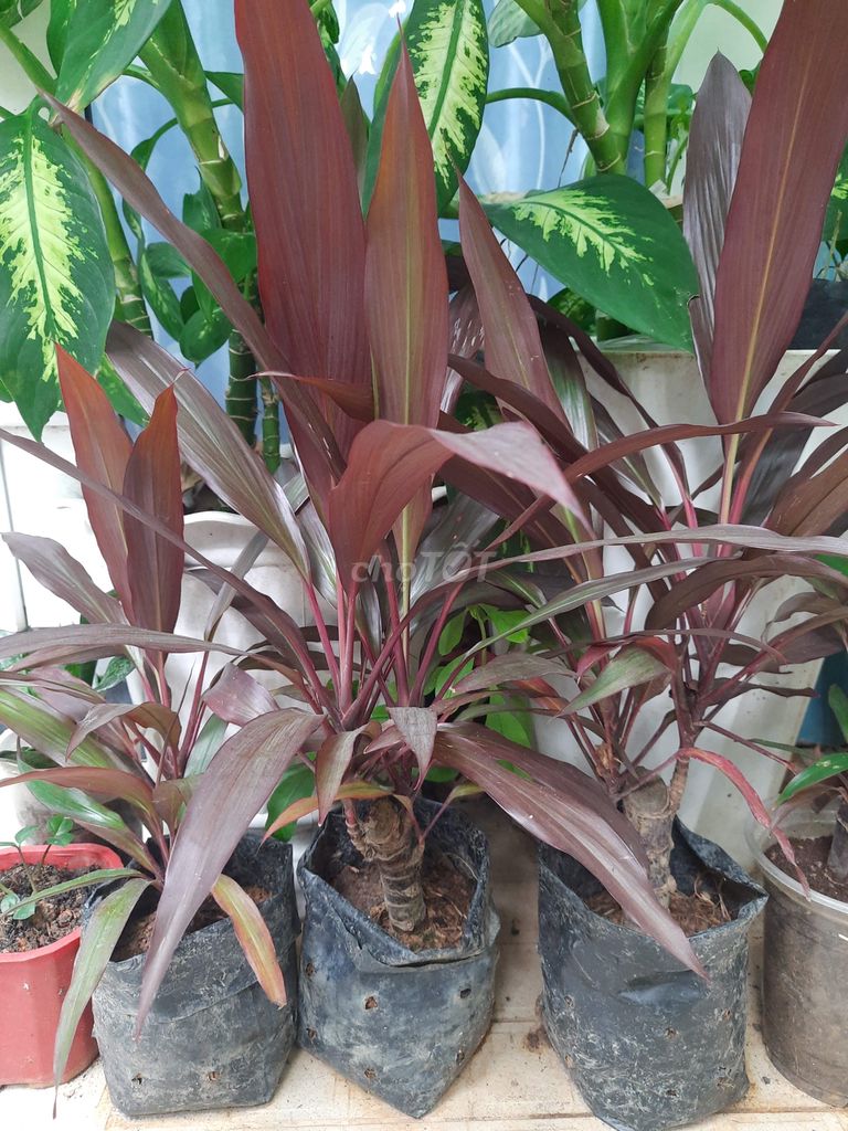Cây huyết dụ. Mua bán Cây cảnh, đồ trang trí tại Thành phố Thủ Đức Tp Hồ Chí Minh được đăng bởi BẠCH LONG hình 1