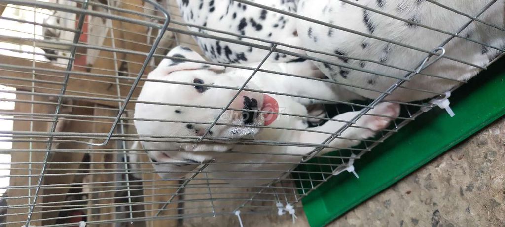 Chó đốm đen đậm nhiều rõ nét 2 tháng dalmatian