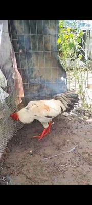 3kg2 xổ giỏi chơi liền hợp nhãn alo e có chi tiết. Mua bán Gà tại Huyện Chợ Mới An Giang được đăng bởi Kiệt