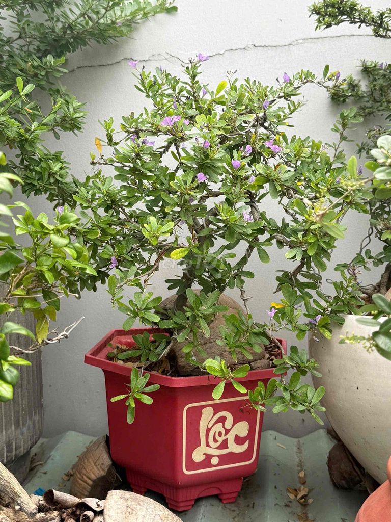 Cây cảnh Linh sam Tím chậu Đỏ dễ chăm. Mua bán Cây cảnh, đồ trang trí tại Thành phố Dĩ An Bình Dương được đăng bởi Nam Thái hình 1