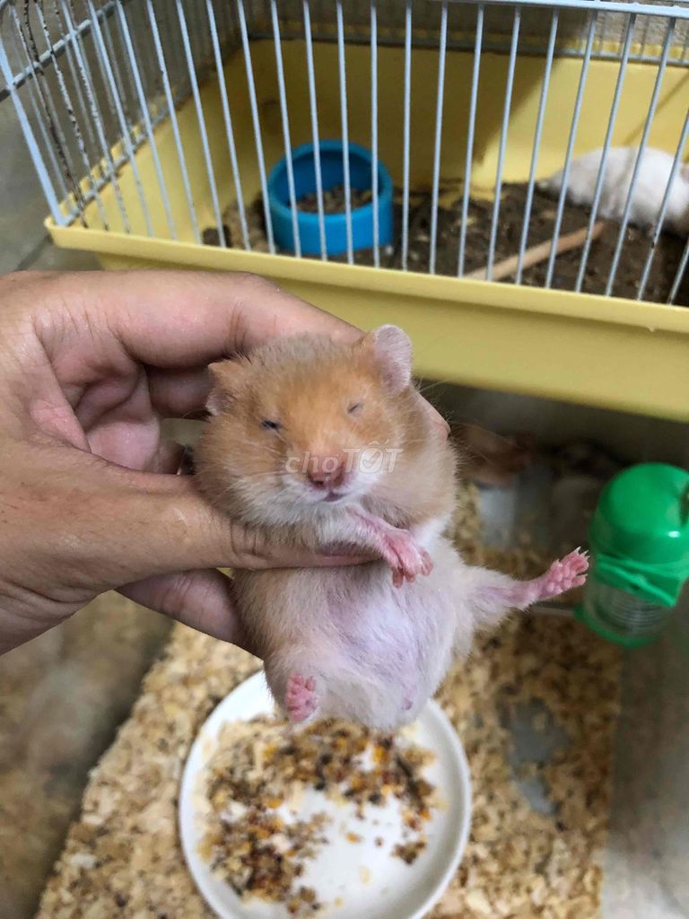 Chuột Hamster bear thường màu cinamon. Mua bán Thú cưng khác tại Quận Bình Tân Tp Hồ Chí Minh được đăng bởi Ở trọ bày đặt bán chụtt hình 1