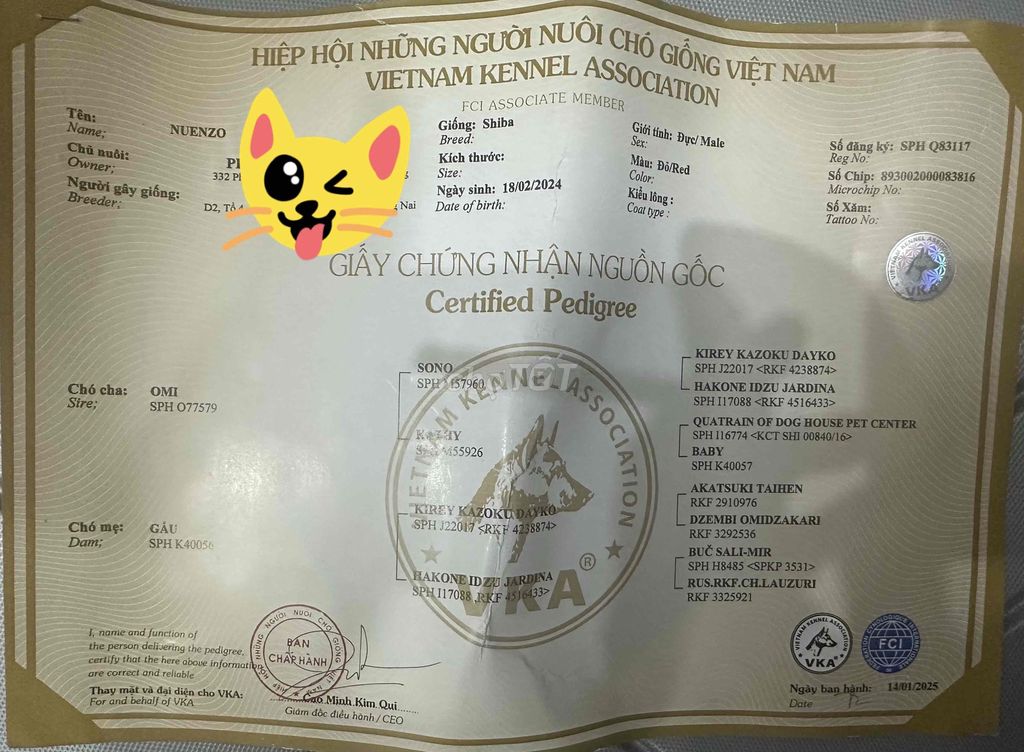 Chó shiba inu đực đã chích 4 mũi của mỹ, có chip. Mua bán Chó tại Quận Thanh Khê Đà Nẵng được đăng bởi Khang Uy hình 2
