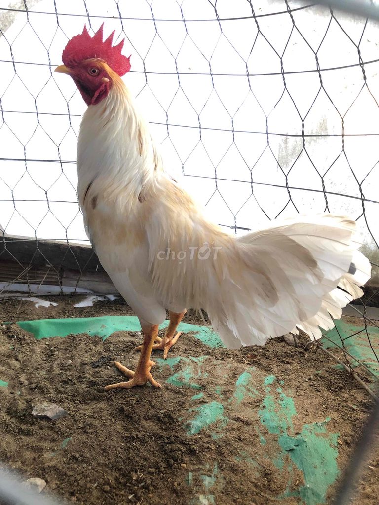 siu mỷ 2k5 tay cục mới chác tơ zin. Mua bán Gà tại Quận Bình Thuỷ Cần Thơ được đăng bởi bìnhbibobibobibo hình 1