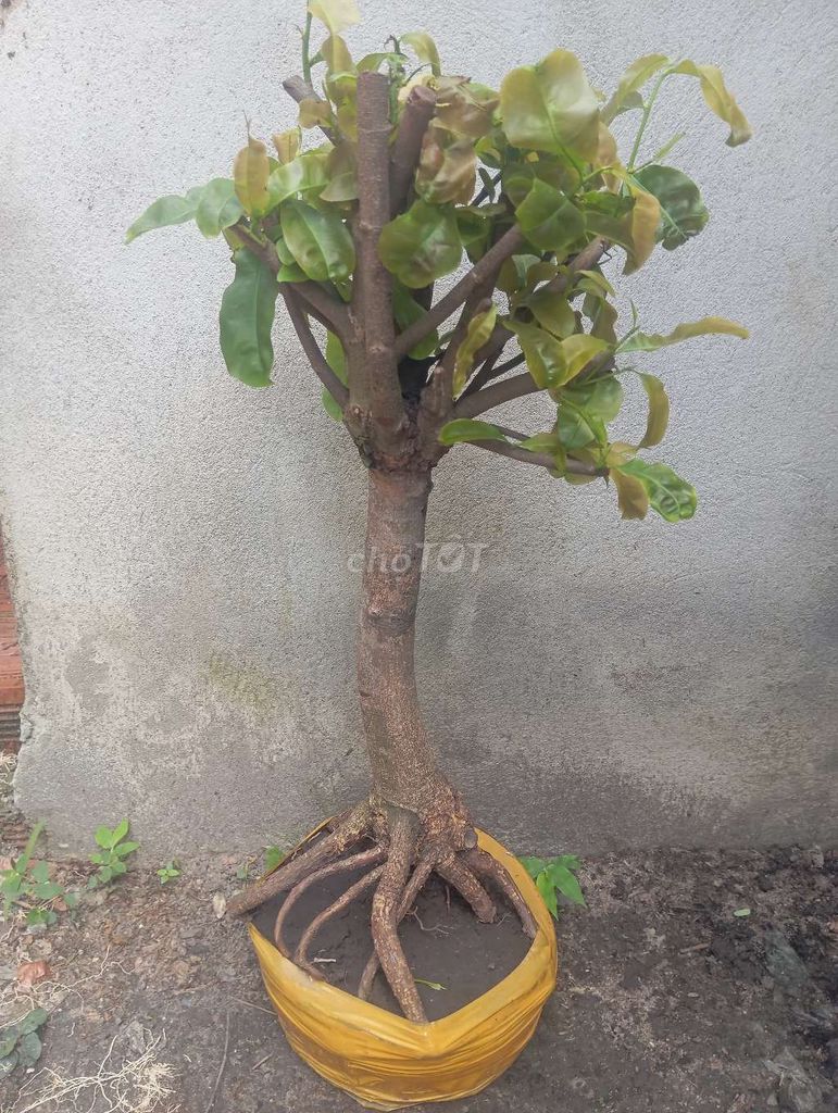 Mai Giảo Thủ Đức tàng dù . Mua bán Cây cảnh, đồ trang trí tại Huyện Củ Chi Tp Hồ Chí Minh được đăng bởi Cây kiểng giá rẻ LT3 hình 1