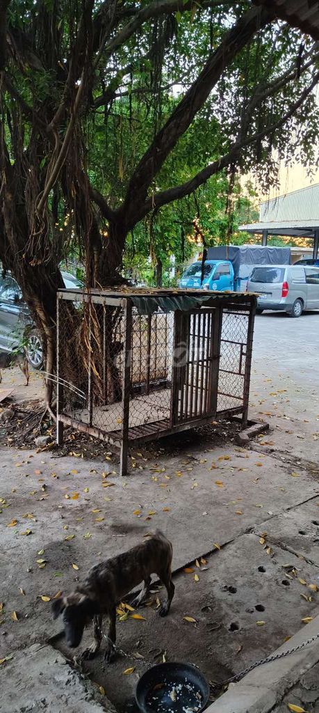 Chuồng chó kim loại xám 1m6x1m2x1m. Mua bán Phụ kiện, Thức ăn, Dịch vụ tại Huyện Thanh Trì Hà Nội được đăng bởi tuấn đỗ hình 1