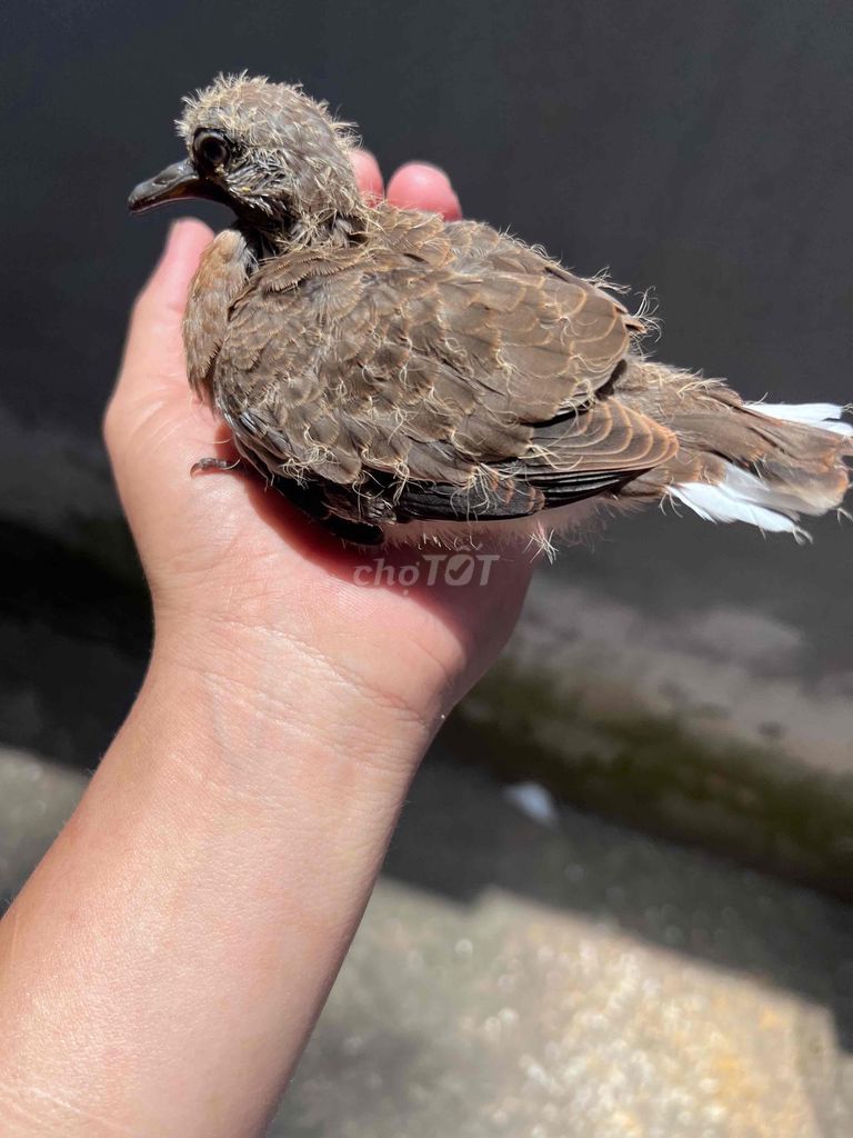 Chim cu cườm non màu nâu. Mua bán Chim tại Quận Cái Răng Cần Thơ được đăng bởi sang nguyễn  hình 1