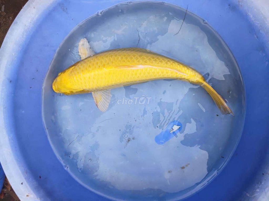 Cá Koi Vàng Trắng Cam 40-45cm. Mua bán Thú cưng khác tại Quận Bình Tân Tp Hồ Chí Minh được đăng bởi Bé Lùn hình 1