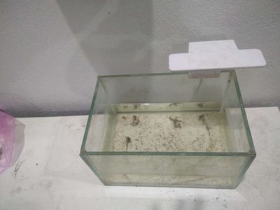 Bể cá Kính Trong suốt có Đèn. Mua bán Phụ kiện, Thức ăn, Dịch vụ tại Huyện An Lão Hải Phòng được đăng bởi Hải Bèo