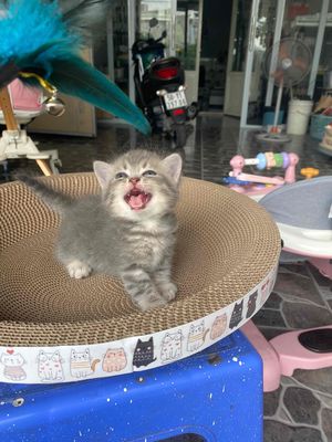 mèo anh lông ngắn chân lùn. Mua bán Mèo tại Huyện Hóc Môn Tp Hồ Chí Minh được đăng bởi thanh tuyền