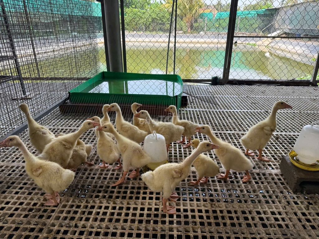 Ngỗng giữ nhà. Mua bán Thú cưng khác tại Quận Bình Tân Tp Hồ Chí Minh được đăng bởi Nông Trại Xanh Phương Nam hình 1