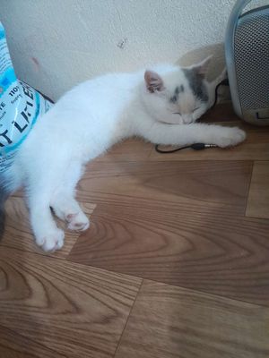 ALN scottish 3month trước 30/4