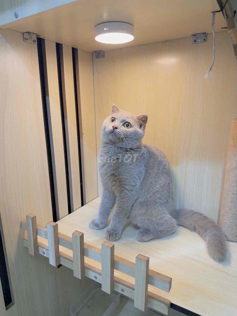 Mèo Anh lông ngắn lilac đực 4 tháng. Mua bán Mèo tại Quận Bình Tân Tp Hồ Chí Minh được đăng bởi Trang Nguyễn hình 1