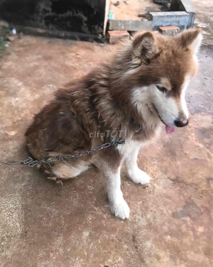 Chó Alaskan Malamute Nâu trắng. Mua bán Chó tại Thị Xã Buôn Hồ Đắk Lắk được đăng bởi Nhật Tiến hình 1