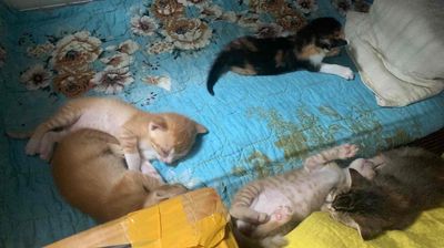 Mèo nhà mới đẻ