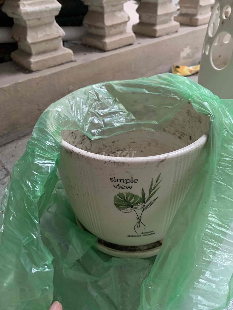 bình hoa- chậu trồng hoa. Mua bán Cây cảnh, đồ trang trí tại Quận Ba Đình Hà Nội được đăng bởi Lưu Thị Thuỷ hình 1