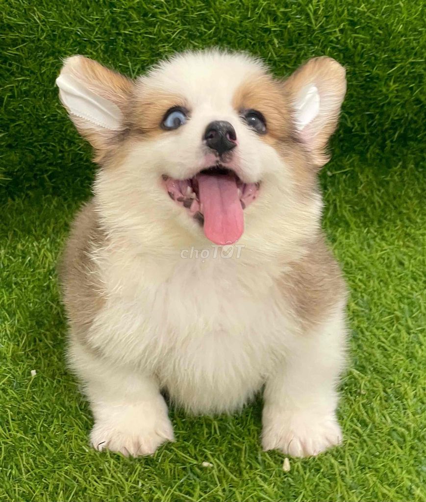 Chó Corgi cái đã tiêm phòng. Mua bán Chó tại Huyện Thanh Trì Hà Nội được đăng bởi Nguyễn Longg hình 1