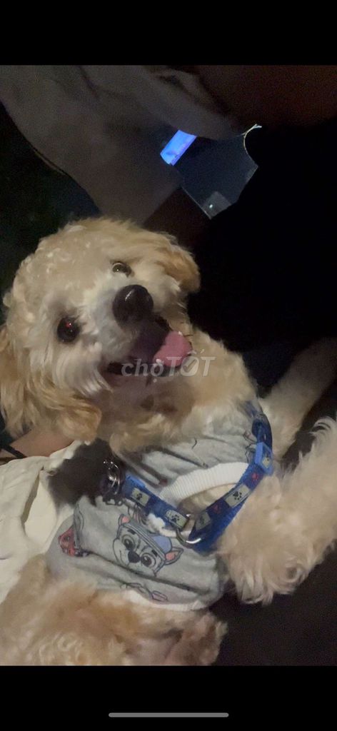 Chó Poodle đực 7tháng Trắng kem. Mua bán Chó tại Huyện Thanh Trì Hà Nội được đăng bởi Anh Dũng hình 1
