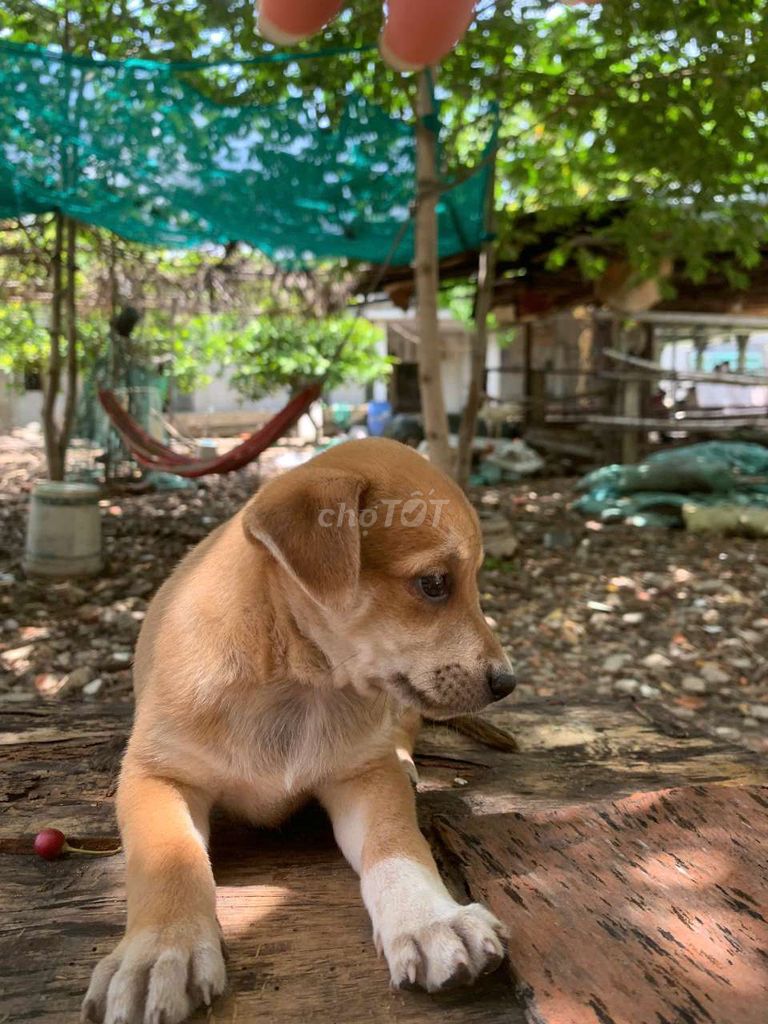 Bé trai labrador vàng thông minh yêu trẻ con