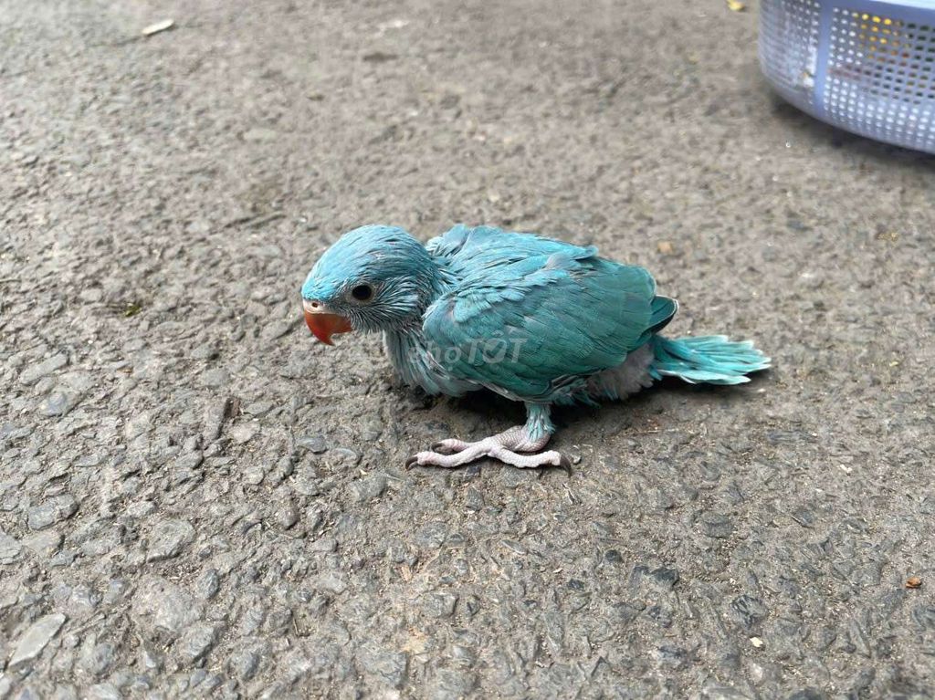Vẹt Xanh thông minh. Mua bán Chim tại Quận Cầu Giấy Hà Nội được đăng bởi Shop chim vẹt  hình 1