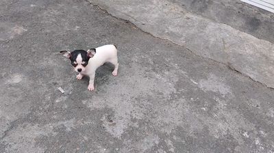 Chó Chihuahua cái 