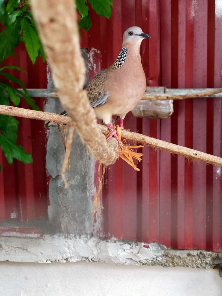 Chim cu gáy To 2 tháng. Mua bán Chim tại Huyện Đan Phượng Hà Nội được đăng bởi Bùi Mạnh Thắng  hình 1