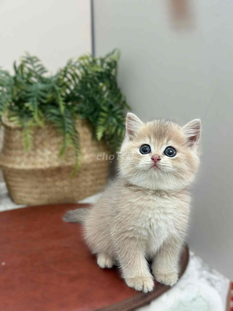 Mèo Blue Golden siêu xinh. Mua bán Mèo tại Quận 1 Tp Hồ Chí Minh được đăng bởi ti pet town hình 1