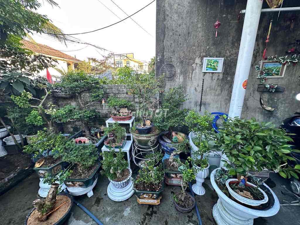 Cây cảnh bonsai dáng đẹp. Mua bán Cây cảnh, đồ trang trí tại Thị xã Điện Bàn Quảng Nam được đăng bởi Hồ Minh Tài hình 1
