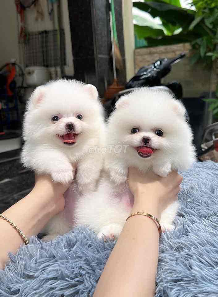 https://cdn.chotot.com/jWYIG12vnIvr7GHsdrtdG8l7b_CKyynKbsYfUBlHY50/preset:view/plain/250deb97480f185f9edbae7bf5748ebb-2834354418620980841.jpg