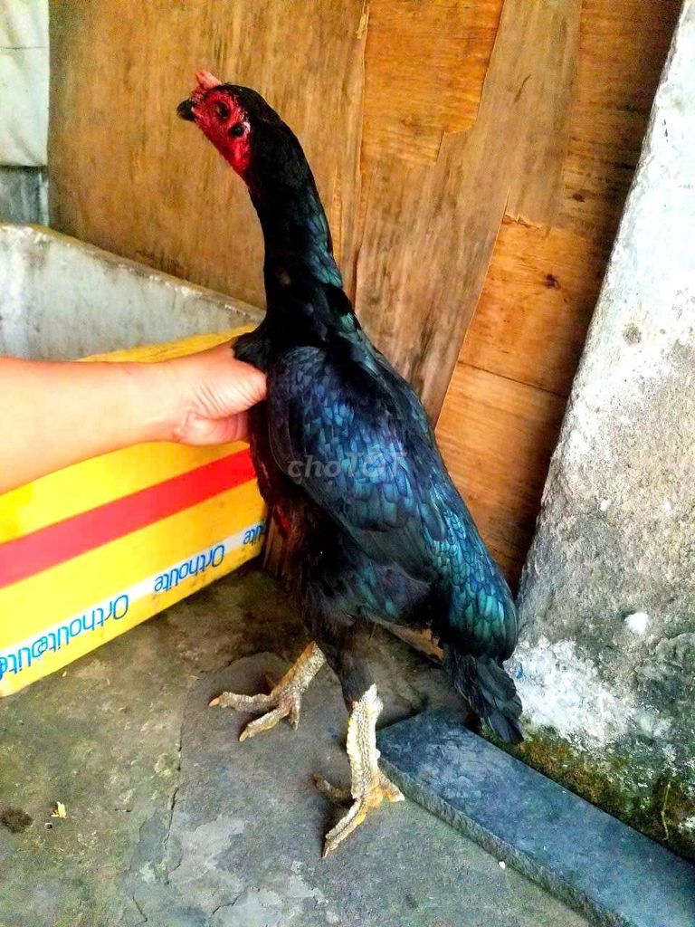 mái đòn nọc vảy rồng vip. Mua bán Gà tại Quận 12 Tp Hồ Chí Minh được đăng bởi minh hình 1