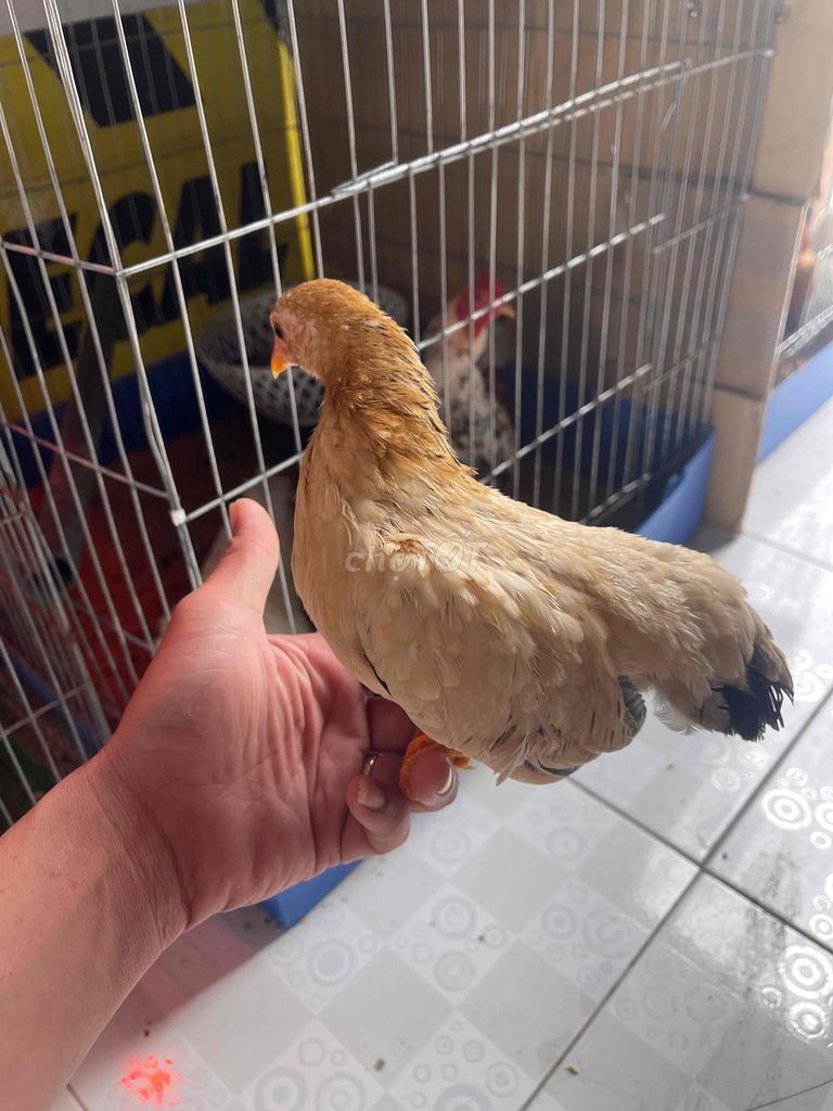 Gà tre Vàng Cả cặp 4 tháng. Mua bán Gà tại Huyện Châu Thành Kiên Giang được đăng bởi lộc lợi hình 1