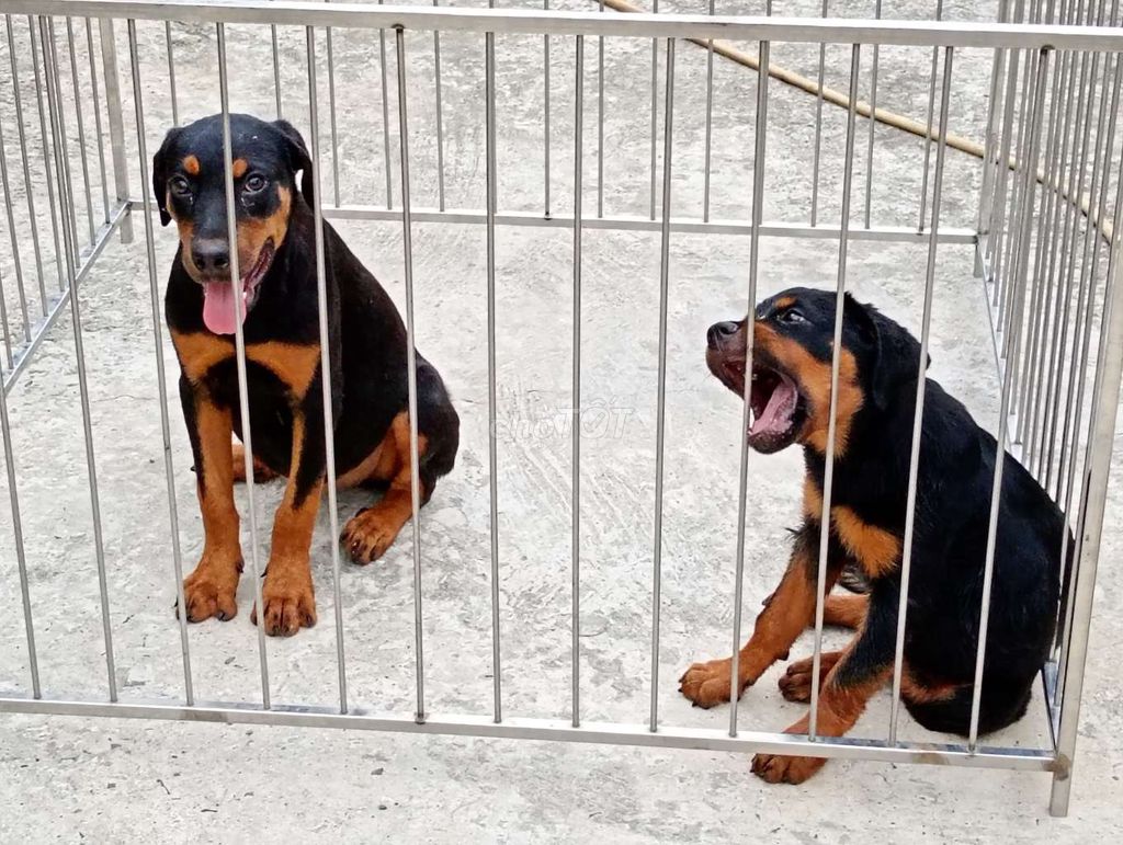 Chó Rottweiler Đen vàng 7-8kg. Mua bán Chó tại Huyện Chơn Thành Bình Phước được đăng bởi Nhân Rottweiler  hình 1