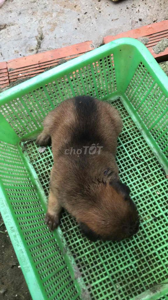 Chó Phú Quốc lai chó cỏ. Mua bán Chó tại Quận Ninh Kiều Cần Thơ được đăng bởi Trần Thị Tươi  hình 1