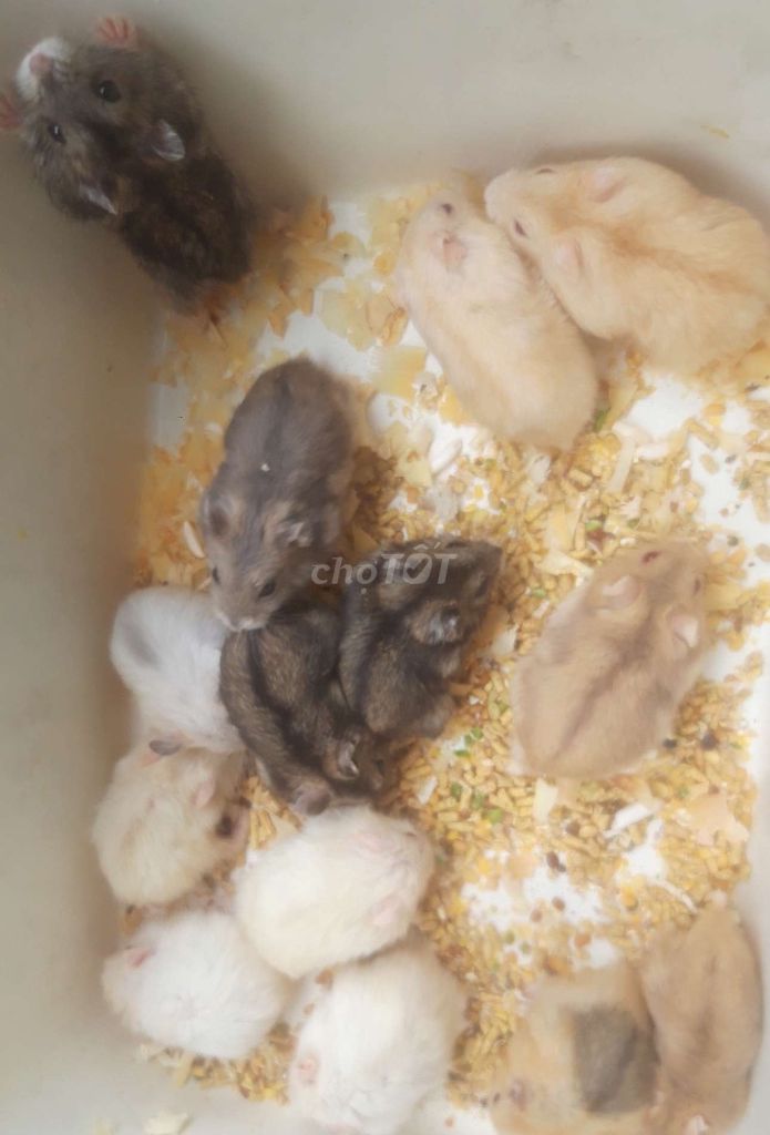 Hamster ww baby