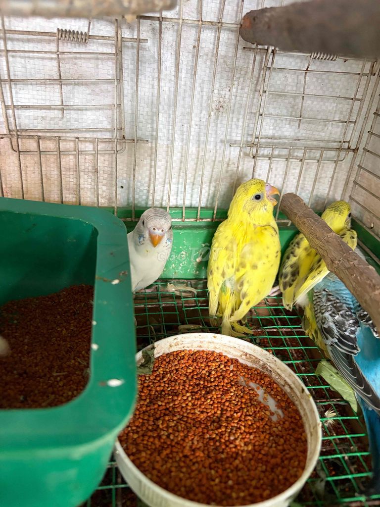 Chim yến phụng tơ thân thiện. Mua bán Chim tại Quận 3 Tp Hồ Chí Minh được đăng bởi Bích Dương hình 1