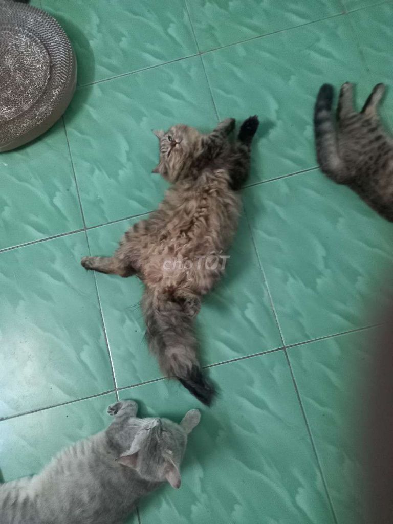 Mèo ALD cái màu Nâu. Mua bán Mèo tại Thị xã Bến Cát Bình Dương được đăng bởi Trần hình 1