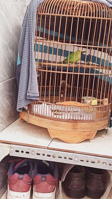 Chim hỏa tiễn hót suốt ngày bao trống. Mua bán Chim tại Thành phố Thủ Đức Tp Hồ Chí Minh được đăng bởi Nguyễn Tâm