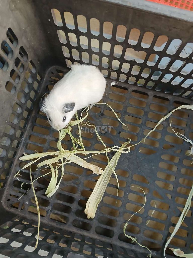 Bọ ú - Chuột lang Cali tại Tân Bình - Sài Gòn!. Mua bán Thú cưng khác tại Quận Tân Bình Tp Hồ Chí Minh được đăng bởi Thái Huy Hòa hình 1