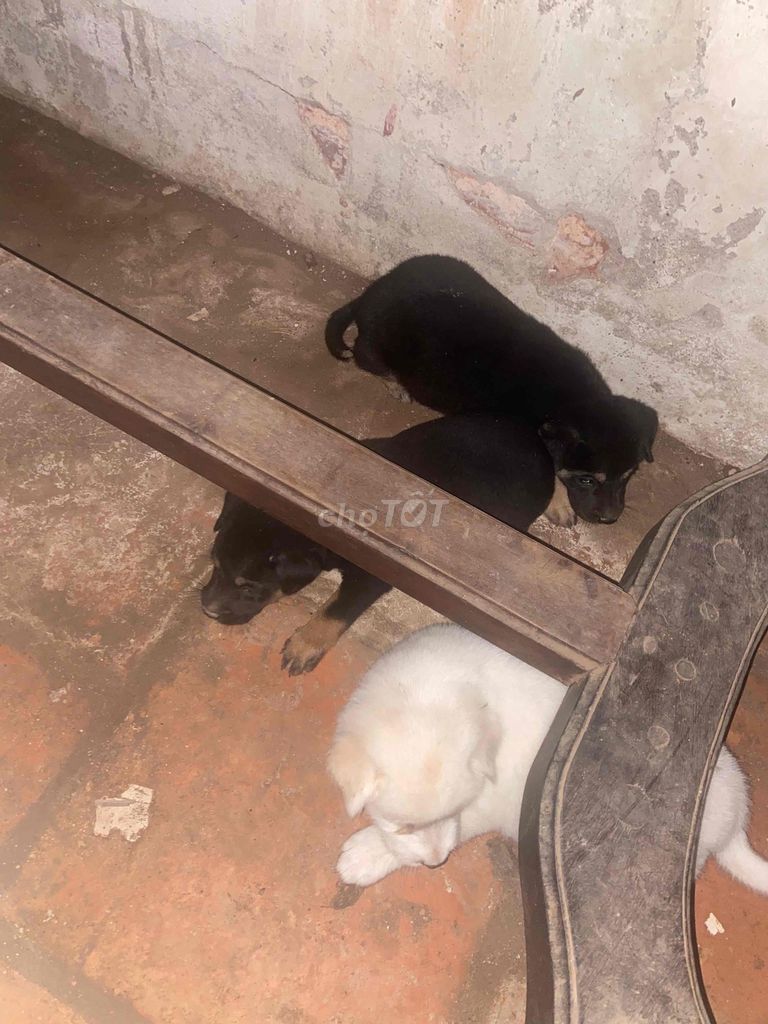 Chó cỏ đực đen trắng. Mua bán Chó tại Huyện Mỏ Cày Nam Bến Tre được đăng bởi Cường hình 1
